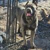 ICCF Cane Corso Puppies 💕 Take home December 22