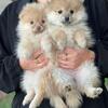 Pomeranian pups