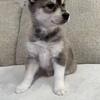 Pomsky puppies