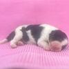 Mini Bernedoodle Puppy Female