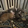 Olde English Bulldogge Puppies.