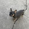 Adult female French bulldog