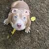 Simba – 18 Week Old Pocket Bully ABKC registered Potty Training Started