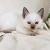 CFA REGISTERED CHOCOLATE POINT MALE SIAMESE 