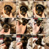 Yorkshire Terrier Puppies Registered 