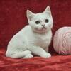 Female British Shorthair Kitten - (Rose)