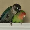 Bonded conure and lovebird