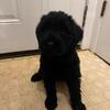 Male Akc Giant schnauzer puppy
