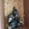 Kakariki babies