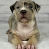 XL American Bully Female