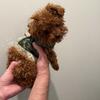  Tiny Korean Teacup Poodle - female 10 months old 