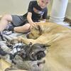 Blue Brindle black Formintino cane corso Minnesota iowa Wisconsin south Dakota north Dakota Colorado
