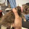 Kittens