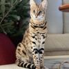 F1 HP Savannah female imported from Kazakhstan
