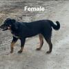 Labahoula/American Cattle Dog