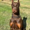 EUROPEAN DOBERMAN LITTER - FULLY HEALTH TESTED PARENTS