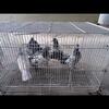High flyer pigeons Iranian