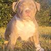 XL American Bully Puppies