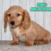 Romeo Male Mini Dachshund