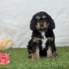 Cavapoo Puppies Available