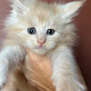 Maine coon kittens