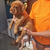 Dogue de Bordeaux puppies 