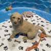 Goldendoodles f1b Female Puppy , hypoallergenic and low shedding