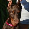 Full European Doberman Pinscher Female - Imported from Serbia