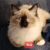 Ragdoll kittens Reduced Price