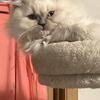 Himalayan Kitten , Female, CHRISTMAS KITTENS- Blue Point, ONE AVAILABLE 