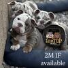 Akc English bulldog puppies  