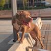 American bully for rehoming
