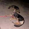 2 precious male GSD Puppies left!!!