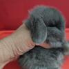 Dwarf Holland Lop