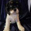 Cavalier King Charles Spaniels only 3 left ! Need to go! 