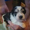 Miniature Schnauzer Puppy Black Parti
