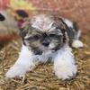 Shih Tzu puppies for sale at wrennspuppies.com