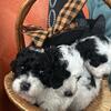 Miniature/Toy Poodle Pups