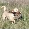 Fully trained upland hunting AKC yellow male 