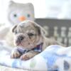 Poetic French Bulldog Percy lilac & tan merle male puppies