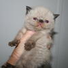 Exotic Shorthair baby boys kittens