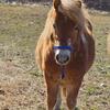 Mini paint stallion horse