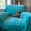 Tiny Jack Russell x Rat terrier puppies - Ready to go home anytime -3 left now !