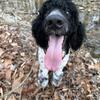 1 year old male standard poodle