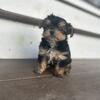 Last Teacup Yorkie female 