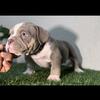 American bully registered puppies 