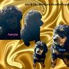 CKC Miniture Poodles