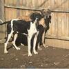 Great Dane Puppies available! *REDUCED*