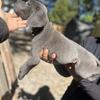 Cane Corso puppies for sale in Florida! 1 male 4 females