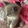 Ragdoll Female kitten
